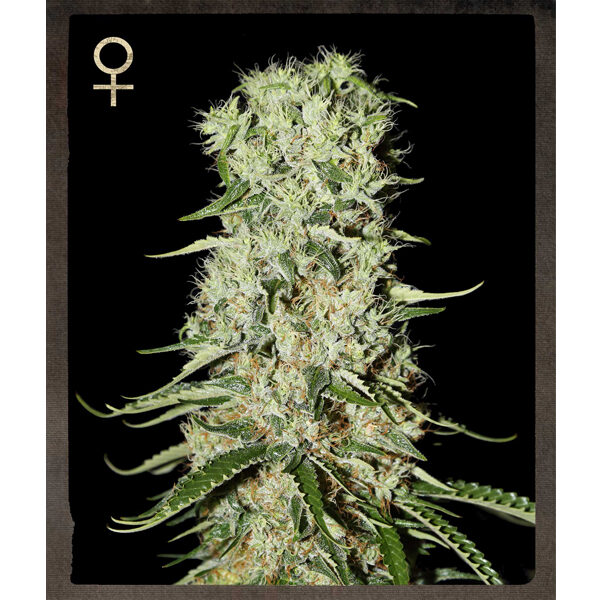 Damnesia feminizada de Strain Hunters Seeds