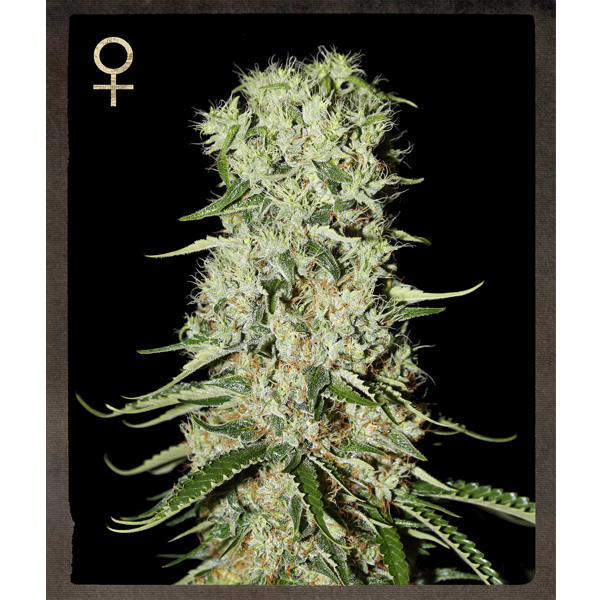 Damnesia feminizada de Strain Hunters Seeds