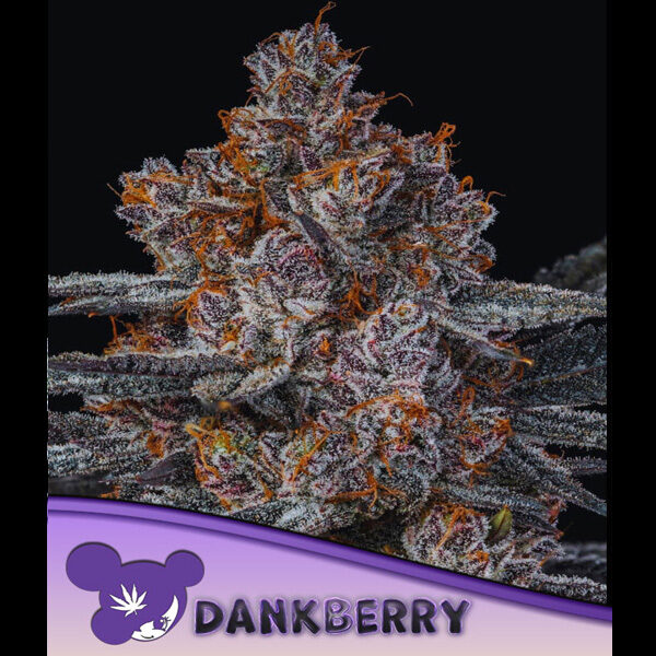 Dankberry feminizada de Anesia Seeds
