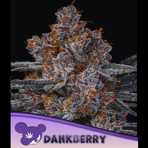 Dankberry feminizada de Anesia Seeds