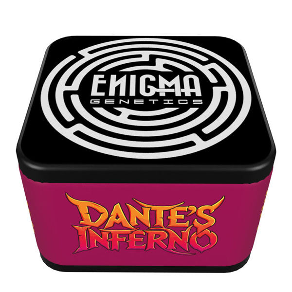 Dante´s Inferno feminizada de Enigma Genetics