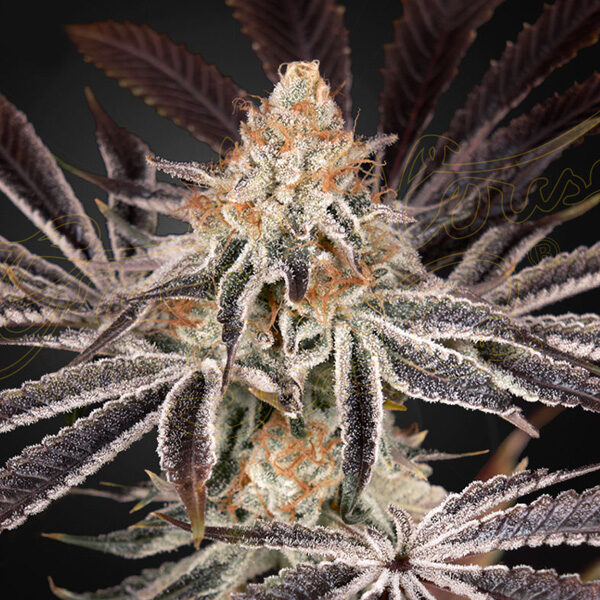 Dark Phoenix feminizada de Green House