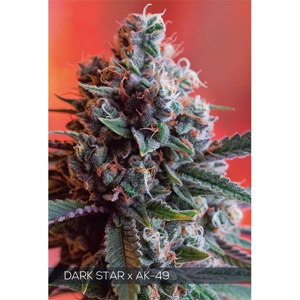 Dark Star X AK 49 feminizada de Vision Seeds