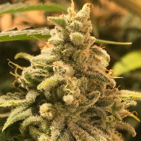 Deadcheese feminizada de R-kiem Seeds