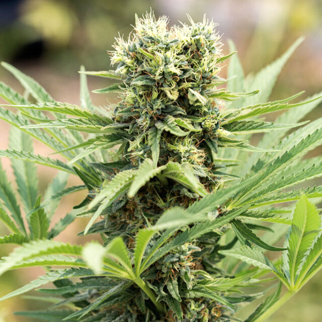 Dedoverde Haze feminizada de Humboldt Seed Organization