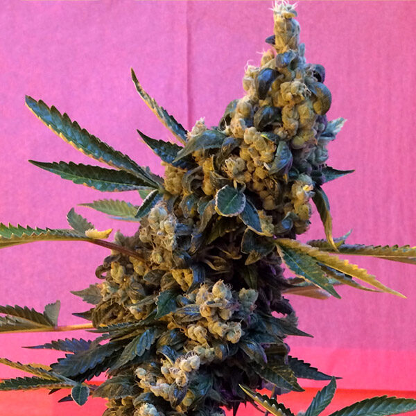 Deedee regular de French Touch Seeds
