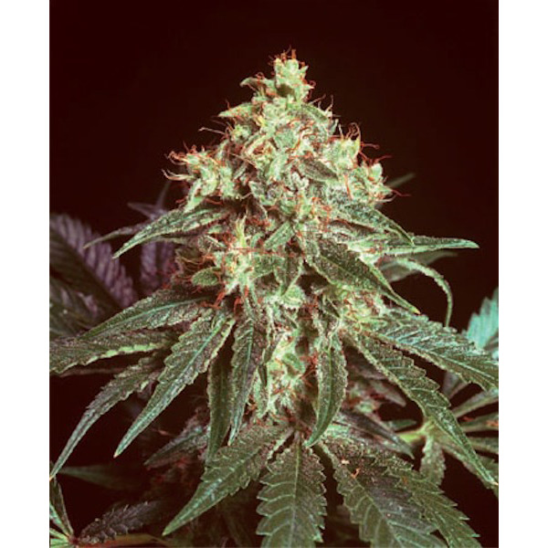 Devil regular de Mr. Nice