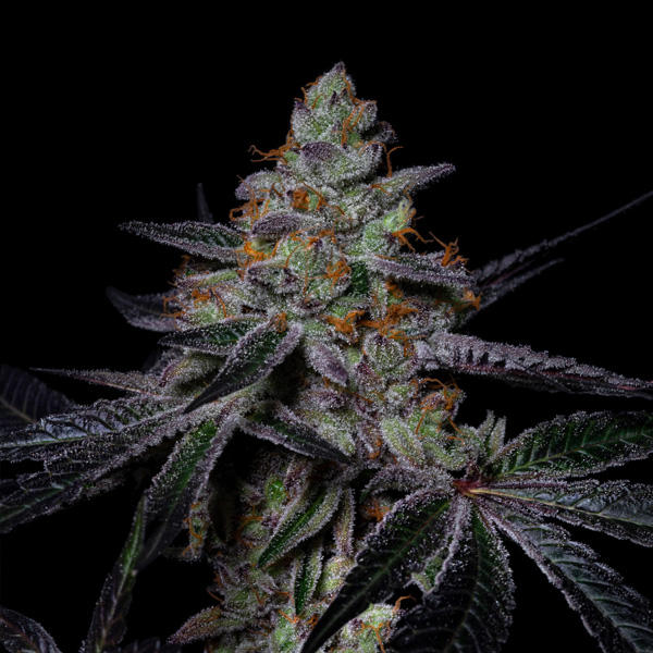 Diamond Dust feminizada de Pure Instinto