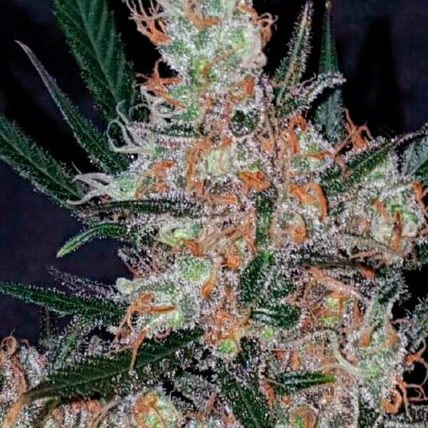 Diesel Berry Cough feminizada de Garden Of Green Seeds