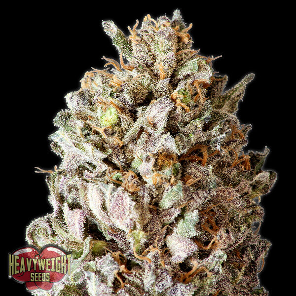 Diesel Drift feminizada de Heavyweight Seeds