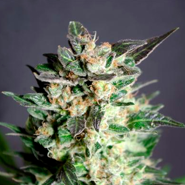 Diesel Glue feminizada de Kannabia Seeds