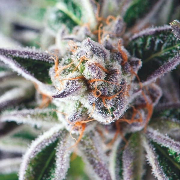 Do Si Dos feminizada de Pyramid Seeds
