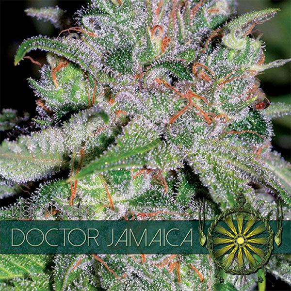 Doctor Jamaica feminizada de Vision Seeds