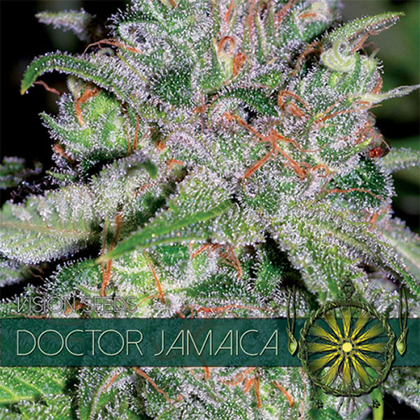 Doctor Jamaica feminizada de Vision Seeds