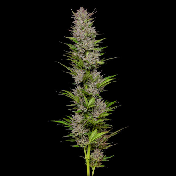 Don Carlos feminizada de Humboldt Seeds Company
