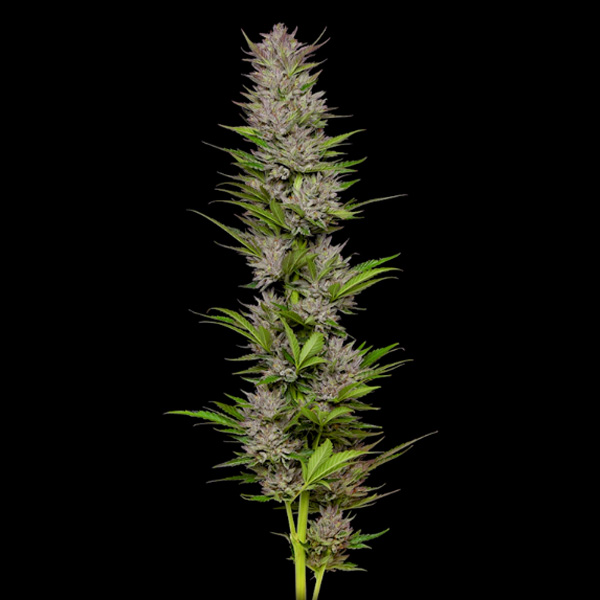 Don Carlos feminizada de Humboldt Seeds Company