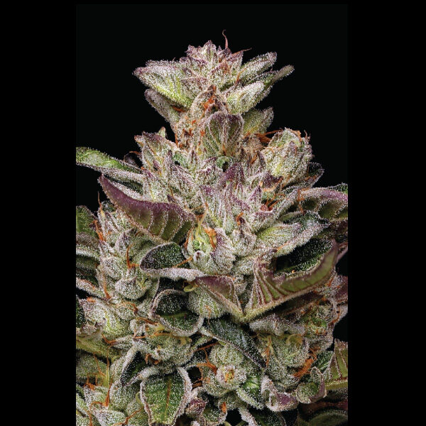 Donutz feminizada de Humboldt Seeds Company