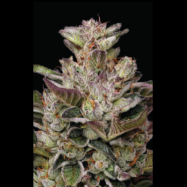 Donutz feminizada de Humboldt Seeds Company