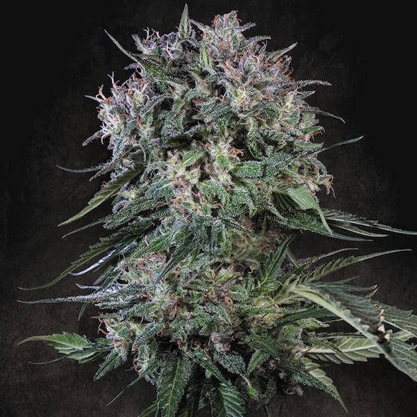 Doppler feminizada de Paradise Seeds