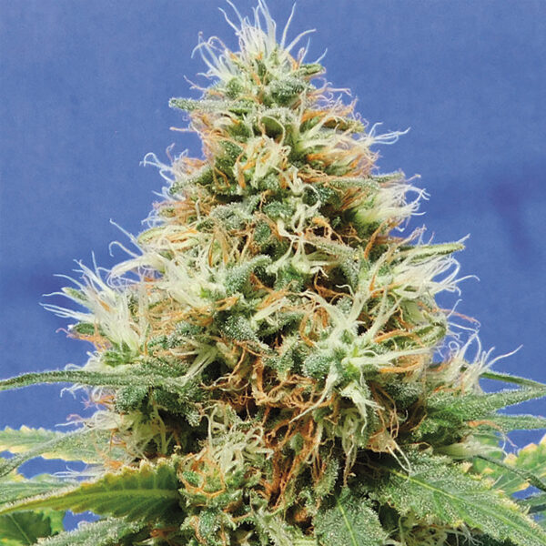 Dos Si Dos OG feminizada de Original Sensible Seeds