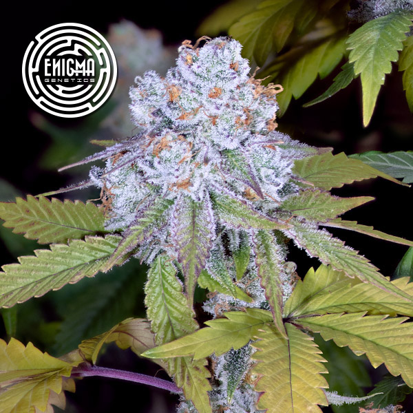 Dosidos Sherbert feminizada de Enigma Genetics