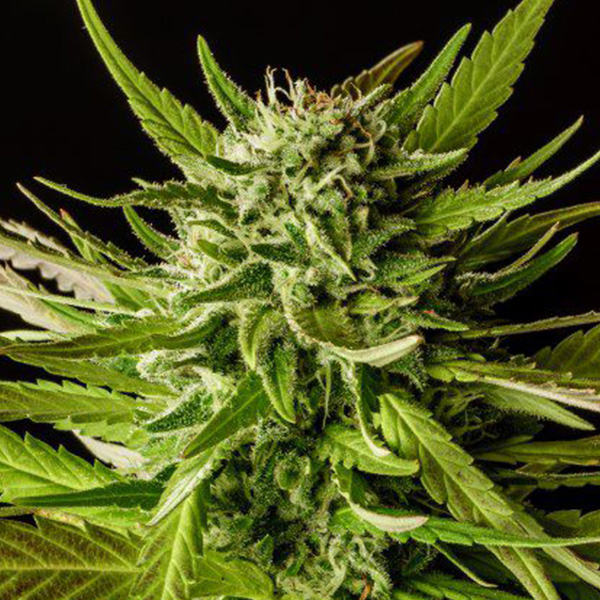Dosidos feminizada de Kannabia Seeds
