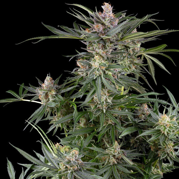 Dosimosa feminizada de Sensi Seeds Research