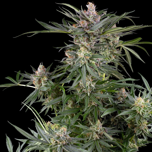 Dosimosa feminizada de Sensi Seeds Research
