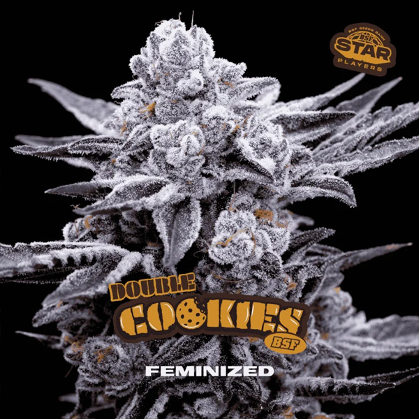 Double Cookies feminizada de Bsf Seeds