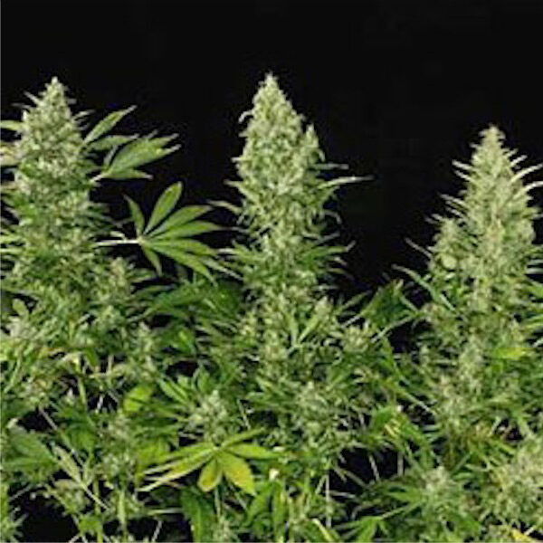 Double Dutch regular de Serious Seeds
