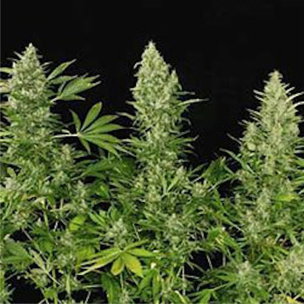 Double Dutch regular de Serious Seeds