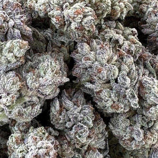 Double Fire Headband feminizada de Humboldt Seed Organization
