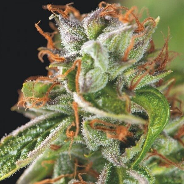 Double OG Haze feminizada de Pyramid Seeds
