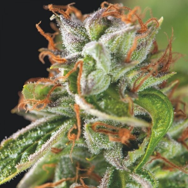 Double OG Haze feminizada de Pyramid Seeds