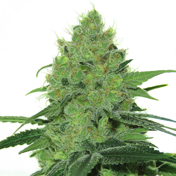 Douce Nuit feminizada de French Touch Seeds
