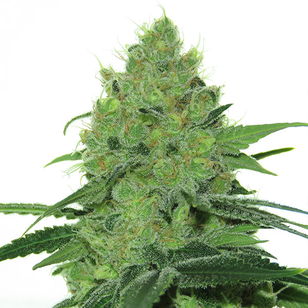 Douce Nuit feminizada de French Touch Seeds