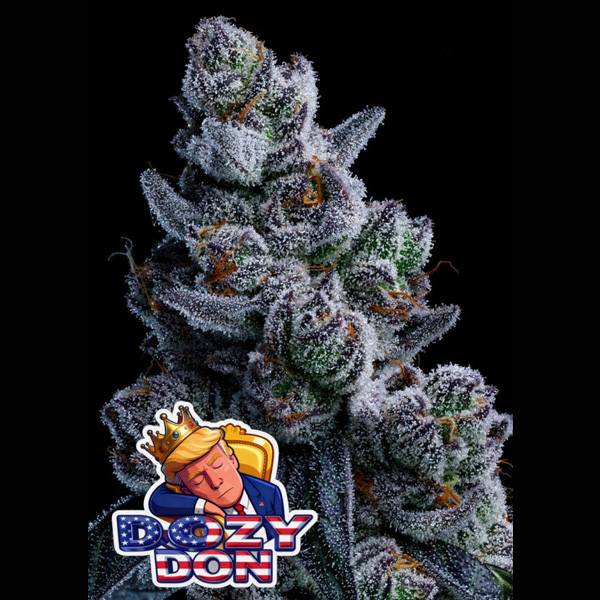 Dozy Don feminizada de Anesia Seeds