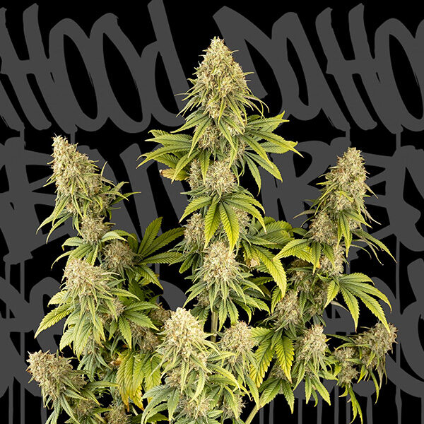 Dr feminizada de Dahood Urban Seeds