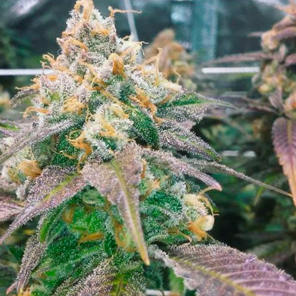 Dream Berry feminizada de Female Seeds