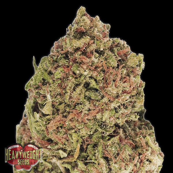 Dream Machine feminizada de Heavyweight Seeds