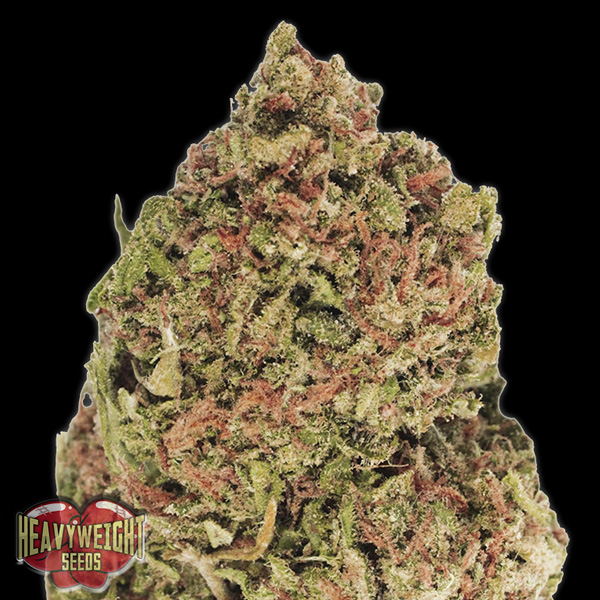 Dream Machine feminizada de Heavyweight Seeds