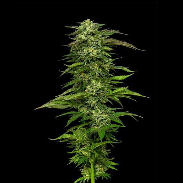 Dream Queen feminizada de Humboldt Seeds Company