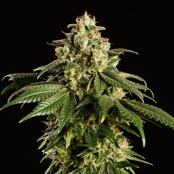 Dream Sherbet feminizada de Kannabia Seeds