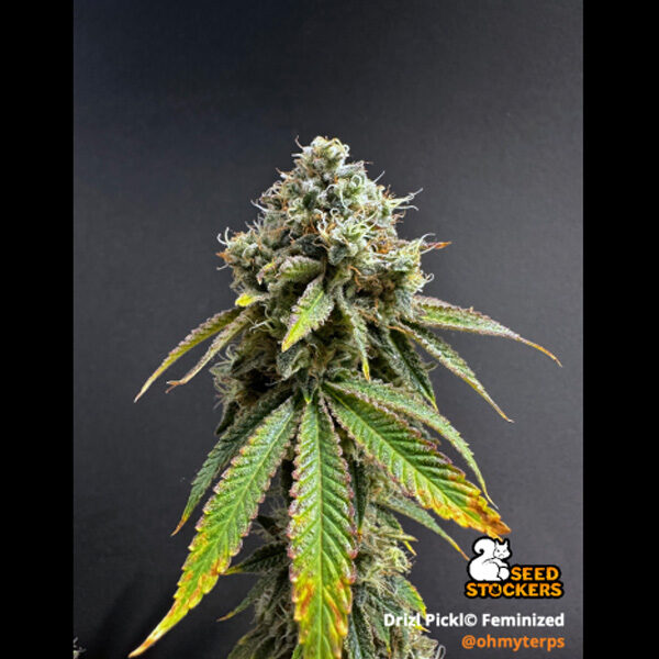 Drizl Pickl feminizada de Seedstockers