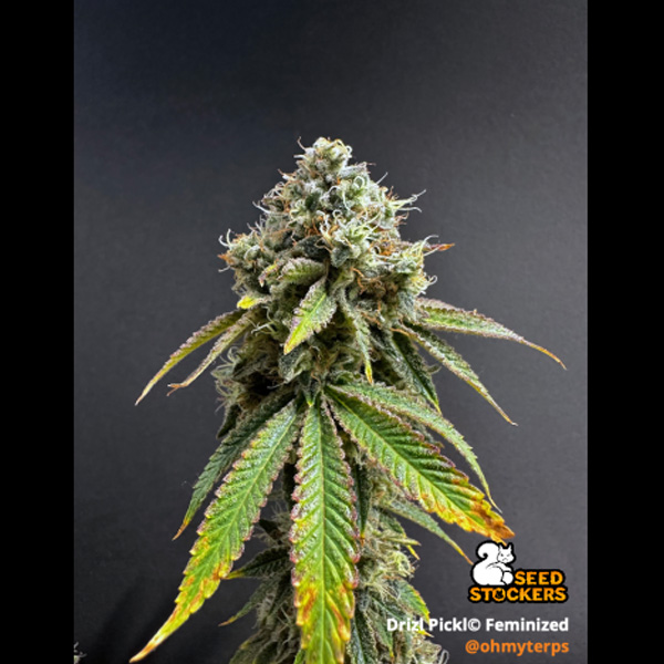 Drizl Pickl feminizada de Seedstockers