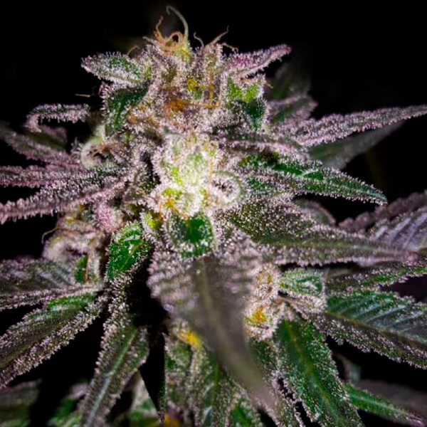 Dubble Bubble feminizada de Garden Of Green Seeds