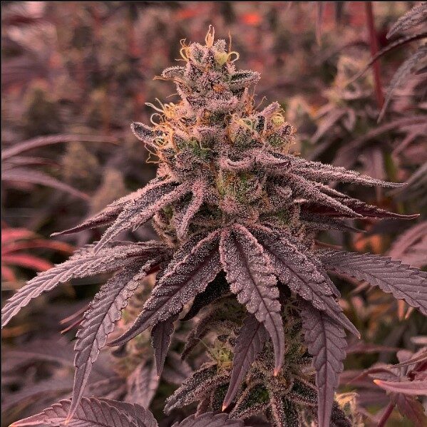 Dullbutter feminizada de R-kiem Seeds