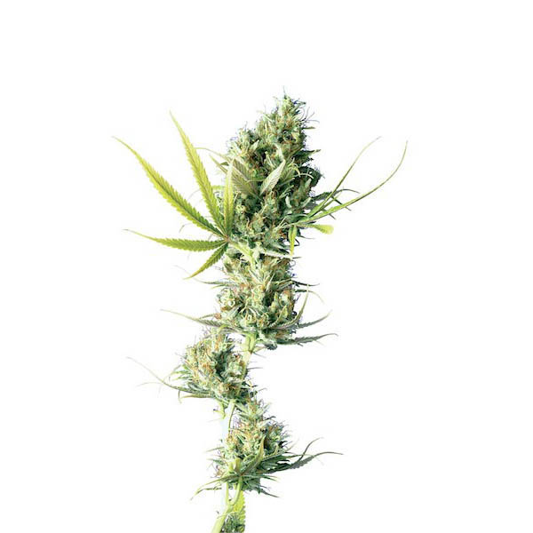 Durban regular de Sensi Seeds