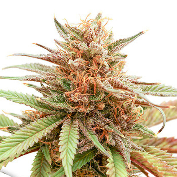 Durban Dew feminizada de Dutch Passion