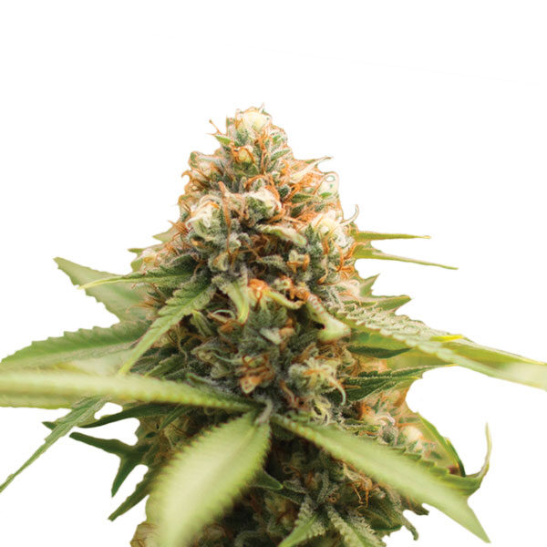 Durban Poison regular de Nirvana